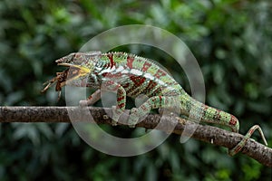 Panther Chameleon - Furcifer pardalis