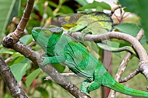 The panther chameleon, Furcifer pardalis