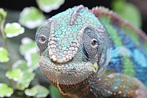 Panther Chameleon (Furcifer Pardalis)