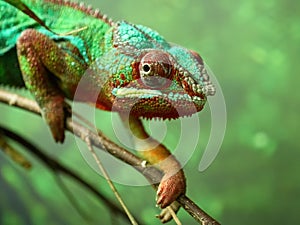 Panther chameleon (Furcifer pardalis