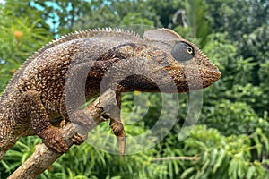 Panther chameleon (Furcifer pardalis)