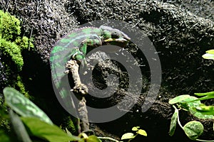 Panther chameleon (Furcifer pardalis)