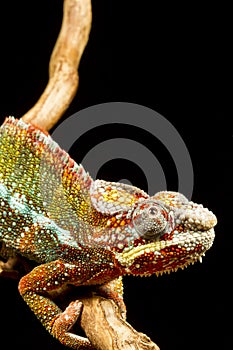 Panther Chameleon (Furcifer pardalis)