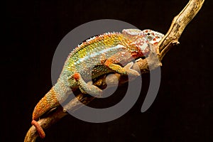 Panther Chameleon (Furcifer pardalis)