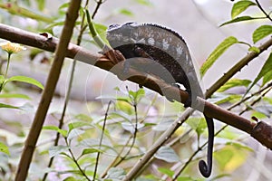 Panther Chameleon (Furcifer pardalis)