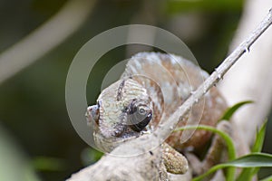 Panther Chameleon (Furcifer pardalis)