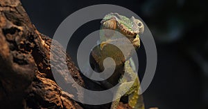 Panther chameleon, furcifer pardalis, adult standing on branch, Madagascar, slow motion