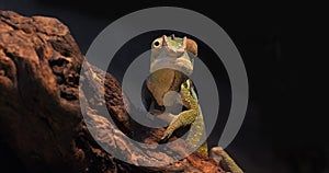 Panther Chameleon, furcifer pardalis, Adult standing on Branch, Madagascar, Slow motion