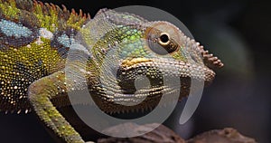 Panther chameleon, furcifer pardalis, adult standing on branch, Madagascar, Slow motion