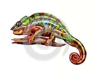 Panther chameleon  Furcifer pardalis, Chamaeleonidae