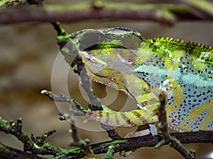 panther chameleon, Furcifer pardalis, changes color according to environment and mood