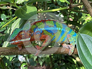 Panther chameleon Furcifer pardalis, Das PantherchamÃ¤leon Pantherchamaeleon, el camaleÃ³n pantera, il camaleonte del Madagascar