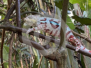 Panther chameleon Furcifer pardalis, Das PantherchamÃ¤leon Pantherchamaeleon, el camaleÃ³n pantera, il camaleonte del Madagascar