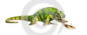 Panther chameleon, Furcifer pardalis, eating Migratory locust