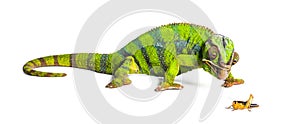 Panther chameleon, Furcifer pardalis, eating Migratory locust