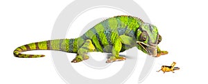 Panther chameleon, Furcifer pardalis, eating Migratory locust