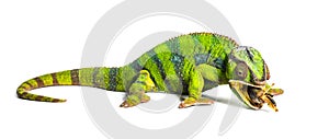 Panther chameleon, Furcifer pardalis, eating Migratory locust