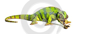 Panther chameleon, Furcifer pardalis, eating Migratory locust photo