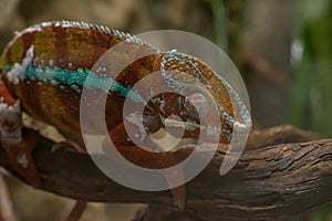 Panther Chameleon Furcifer pardalis, fauna of Madagascar