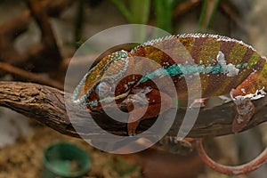 Panther Chameleon Furcifer pardalis, fauna of Madagascar