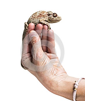 Panther chameleon, Furcifer pardalis in front of white