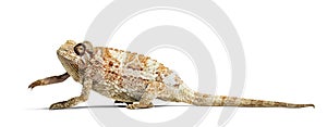 Panther chameleon, Furcifer pardalis in front of white