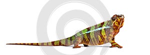 Panther chameleon, Furcifer pardalis, in front of white