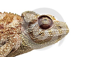 Panther chameleon, Furcifer pardalis in front of white