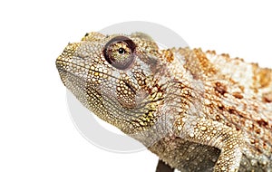 Panther chameleon, Furcifer pardalis in front of white