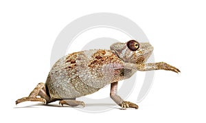 Panther chameleon, Furcifer pardalis in front of white