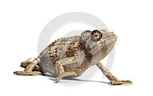Panther chameleon, Furcifer pardalis in front of white