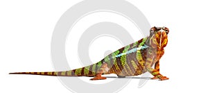 Panther chameleon, Furcifer pardalis, in front of white