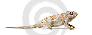 Panther chameleon, Furcifer pardalis in front of white