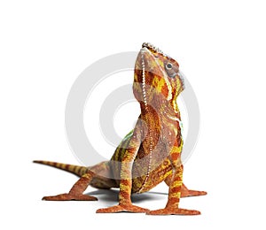 Panther chameleon, Furcifer pardalis, in front of white