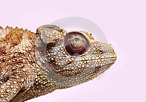 Panther chameleon, Furcifer pardalis in front of white