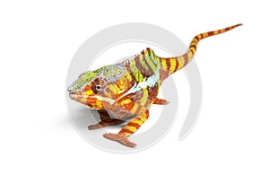 Panther chameleon, Furcifer pardalis, in front of white