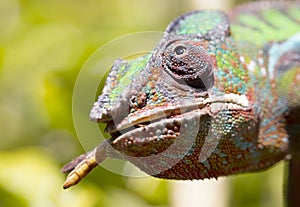 Panther chameleon Furcifer pardalis, hunting