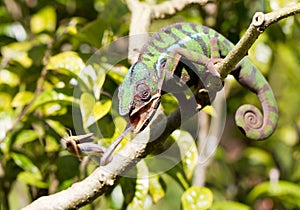 Panther chameleon Furcifer pardalis, hunting