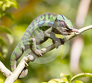 Panther chameleon Furcifer pardalis, hunting