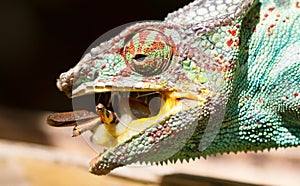 Panther chameleon Furcifer pardalis, hunting