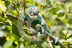 Panther chameleon Furcifer pardalis, hunting