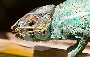 Panther chameleon Furcifer pardalis, hunting