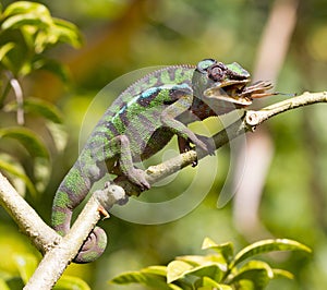 Panther chameleon Furcifer pardalis, hunting