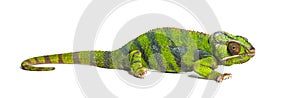 Panther chameleon, Furcifer pardalis, isolated on white