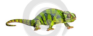 Panther chameleon, Furcifer pardalis, isolated on white