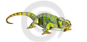 Panther chameleon, Furcifer pardalis, isolated on white