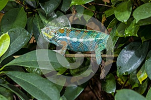 A Panther Chameleon, Furcifer pardalis at Jersey zoo