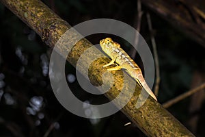 Panther chameleon Furcifer pardalis lying on a tree branch, Madagascar