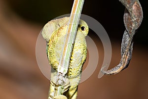 Panther chameleon Furcifer pardalis lying on a tree branch, Madagascar