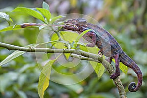 Panther Chameleon - Furcifer pardalis, Madagascar
